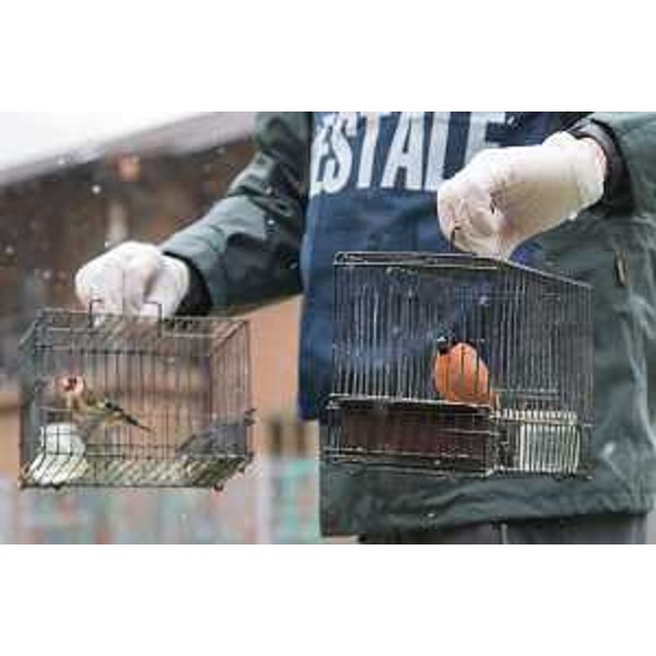 Nella foto un esemplare di ciuffolotto rimosso da una rete e il cardellino utilizzato come richiamo. - Nella foto un esemplare di ciuffolotto rimosso da una rete e il cardellino utilizzato come richiamo.