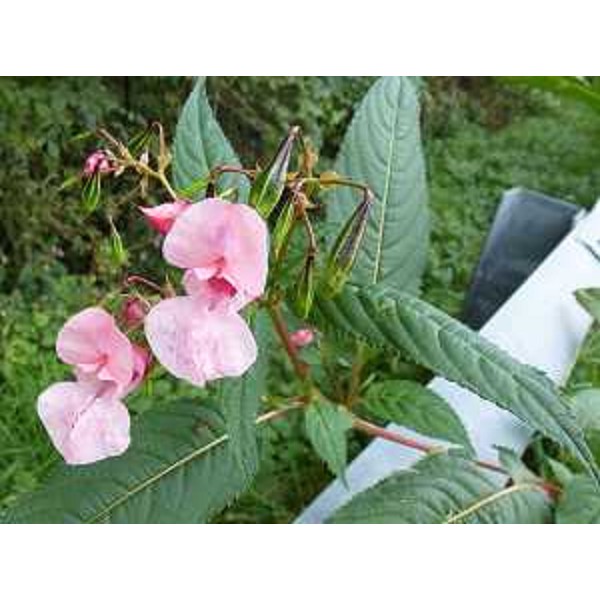 Impatiens glandulifera, specie vegetale già molto diffusa e importata come ornamentale - Impatiens glandulifera, specie vegetale già molto diffusa e importata come ornamentale