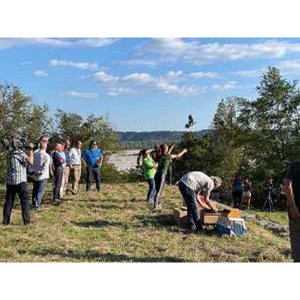 La Giornata internazionale degli avvoltoi regala la libertà ad altri volatili in terra friulana - La Giornata internazionale degli avvoltoi regala la libertà ad altri volatili in terra friulana