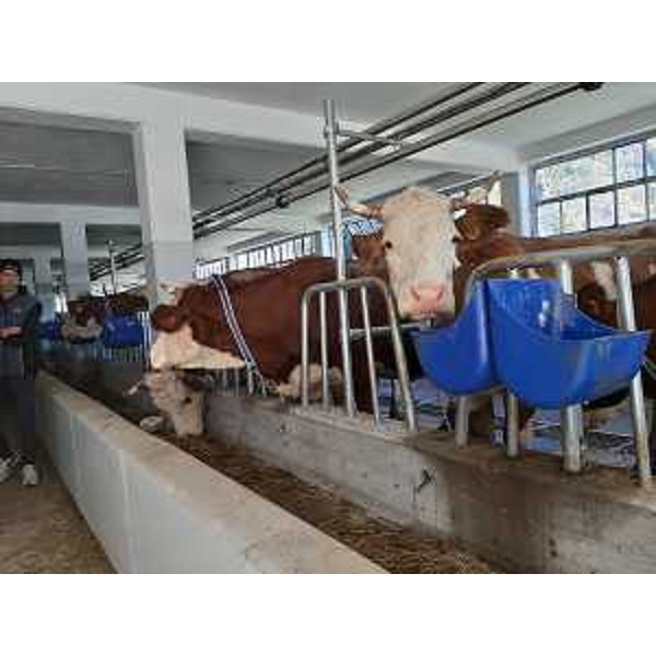 L'interno della stalla dell'azienda agricola Davide Flora - Sutrio, 6 novembre 2021 - L'interno della stalla dell'azienda agricola Davide Flora - Sutrio, 6 novembre 2021