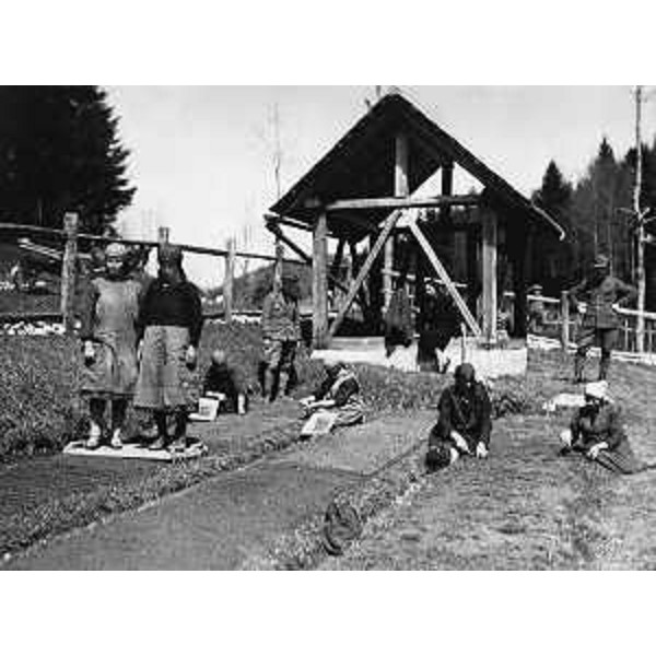 Alcune immagini del volume 'La fotografia entra nel bosco'. - Alcune immagini del volume 'La fotografia entra nel bosco'.