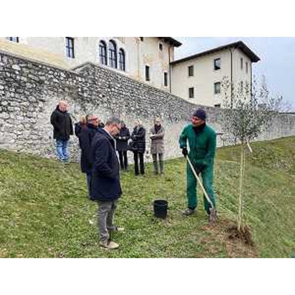 L?assessore regionale alle Risorse forestali Stefano Zannier assistema alla piantumazione di un ulivo nelle rive dei giardini comunali a Spilimbergo - L?assessore regionale alle Risorse forestali Stefano Zannier assistema alla piantumazione di un ulivo nelle rive dei giardini comunali a Spilimbergo