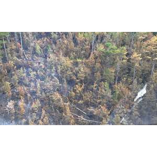 Aree colpite dal rogo - Aree colpite dal rogo 