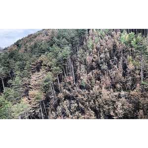 Aree boschive colpite dal rogo - Aree boschive colpite dal rogo 