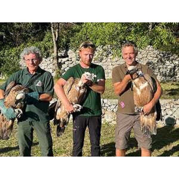 I tre grifoni liberati alla Riserva naturale regionale del lago di Cornino - I tre grifoni liberati alla Riserva naturale regionale del lago di Cornino