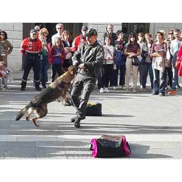 Esibizione di un'unità cinofila antidroga della Guardia di Finanza - Esibizione di un'unità cinofila antidroga della Guardia di Finanza