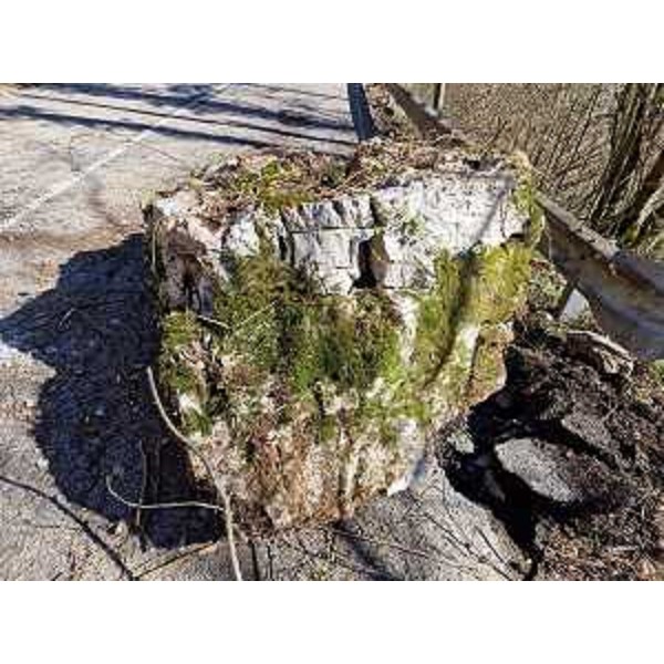 Uno dei massi caduti sulla strada a Savogna - Uno dei massi caduti sulla strada a Savogna 