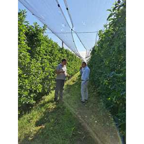 L'assessore Stefano Zannier in un sopralluogo in un'azienda vitivinicola le cui cosono state colpite dalle devastanti grandinate delle ultime ore - L'assessore Stefano Zannier in un sopralluogo in un'azienda vitivinicola le cui cosono state colpite dalle devastanti grandinate delle ultime ore