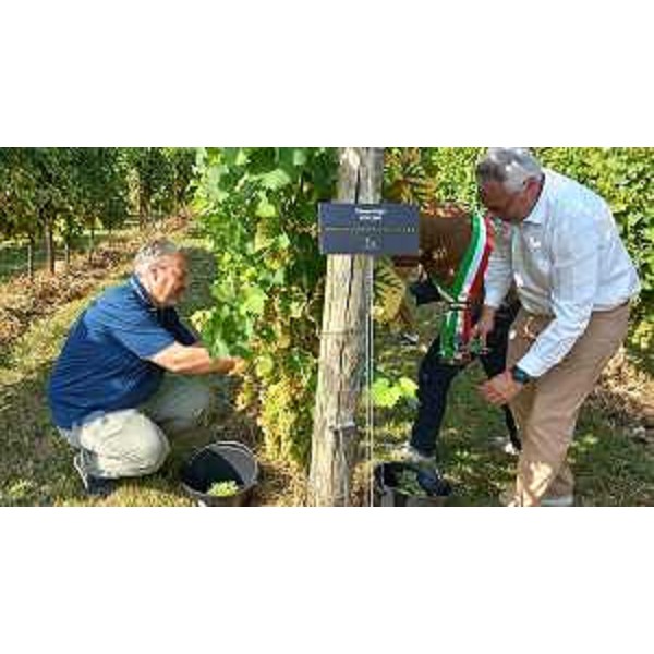 Prove pratiche di vendemmia per il presidente Bordin (a destra) e il consigliere Bernardis - Prove pratiche di vendemmia per il presidente Bordin (a destra) e il consigliere Bernardis