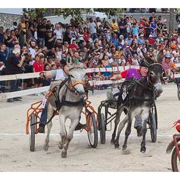 La Corsa degli asini di Fagagna 2023 - La Corsa degli asini di Fagagna 2023