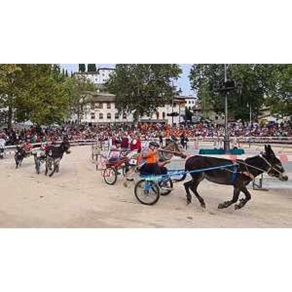 La Corsa degli asini di Fagagna 2023 - La Corsa degli asini di Fagagna 2023