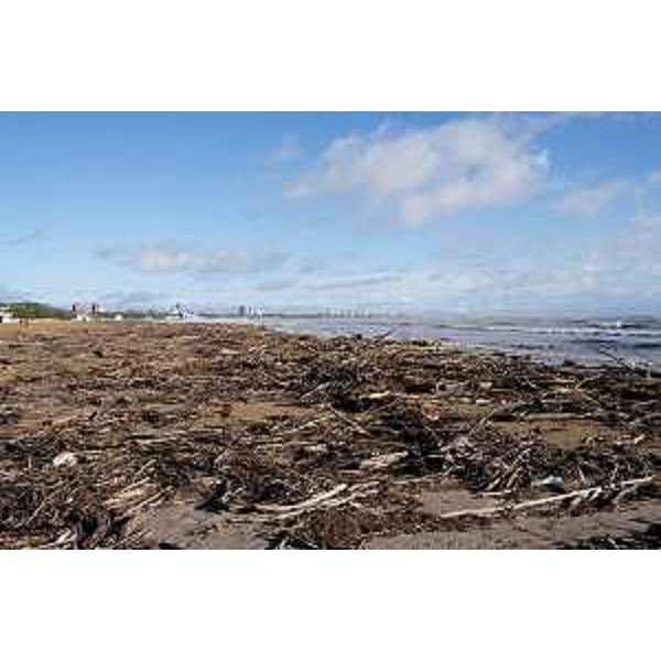 Rami e arbusti sulla spiaggia di Lignano dopo le mareggiate - Rami e arbusti sulla spiaggia di Lignano dopo le mareggiate