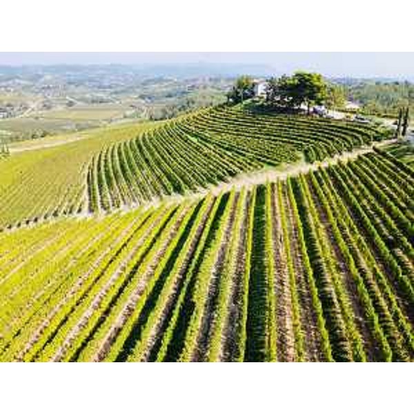 Alcuni dei vigneti dell'azienda friulana Livon - Alcuni dei vigneti dell'azienda friulana Livon