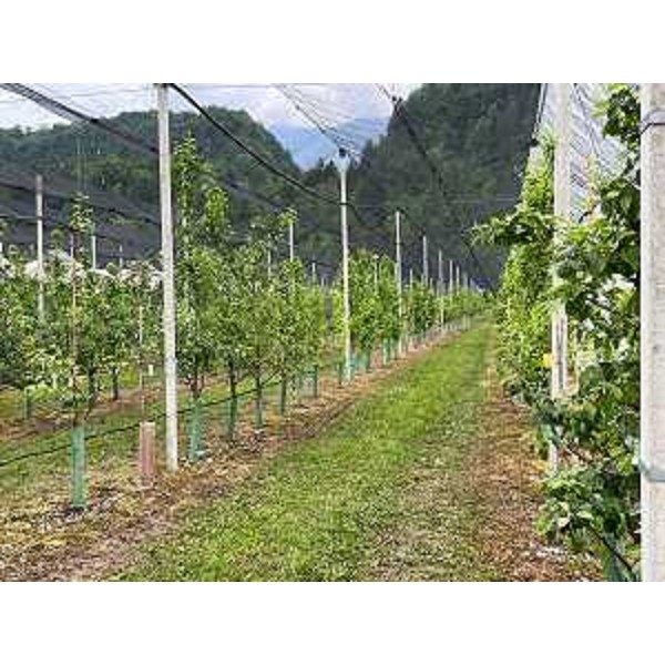 Immagini del vivaio forestale Avons di Verzegnis - Immagini del vivaio forestale Avons di Verzegnis