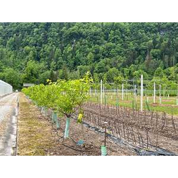 Immagini del vivaio forestale Avons di Verzegnis - Immagini del vivaio forestale Avons di Verzegnis