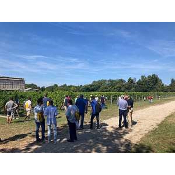 Un momento della visita al vitigno test di Ersa in occasione del DemoDay 2024 - Un momento della visita al vitigno test di Ersa in occasione del DemoDay 2024