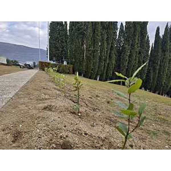 Le piantumazioni realizzate dagli studenti dell'istituto agrario Brignoli - Le piantumazioni realizzate dagli studenti dell'istituto agrario Brignoli