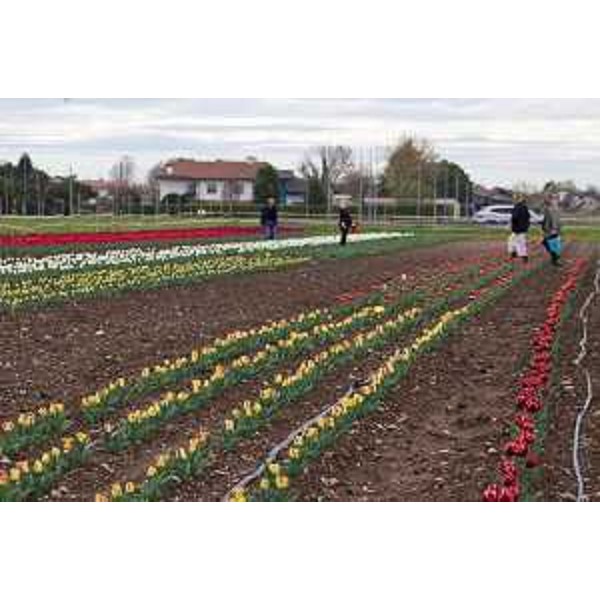 Il Giardino di Tulipani a Roveredo di Varmo - Il Giardino di Tulipani a Roveredo di Varmo