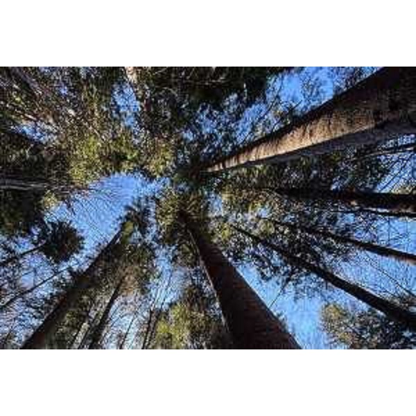 Un'immagine del bosco dove si trova l'abete bianco più alto della regione - Un'immagine del bosco dove si trova l'abete bianco più alto della regione