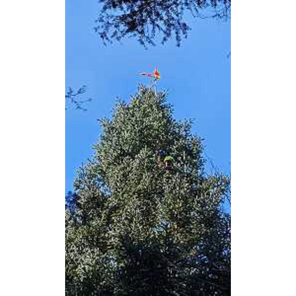 L'abete bianco più alto del Friuli e anche la pianta autoctona più alta d'Italia - L'abete bianco più alto del Friuli e anche la pianta autoctona più alta d'Italia