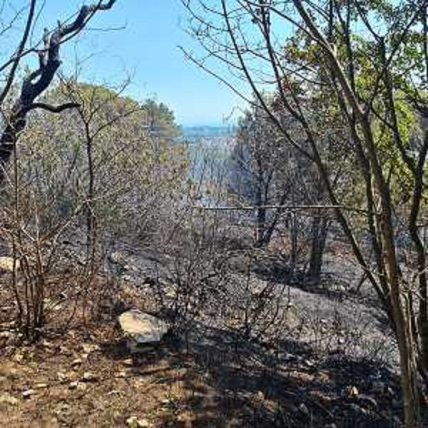 Cinque ettari di vegetazione sono distrutti - Cinque ettari di vegetazione sono distrutti